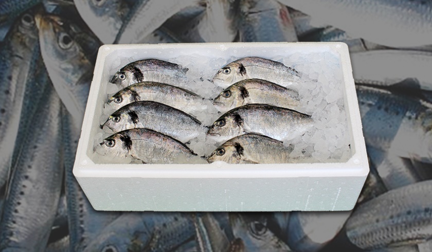 Bal�k Kutusu K�p�k ��z�mleri